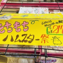 ♪もちもちハムスター祭♪開催中です☆