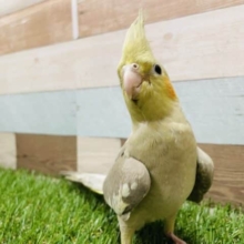 ちょっぴりひかえめさんです！オカメインコのシナモンカラー！