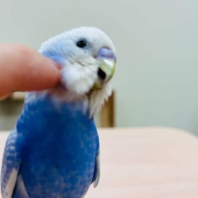 頭ほわぁ〜、肩にちょこんっ、指にピョンッなセキセイインコ(スパングル)