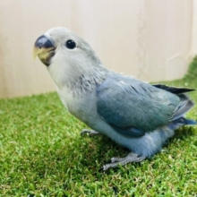 最新画像になりますよ！！ブルー好きさんにはたまらない💓深めの色合い〜　コザクラインコ　ブルーチェリー