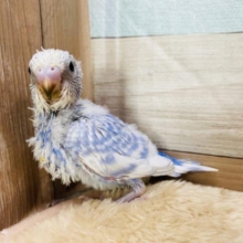 ブルーが爽やかですね〜セキセイインコスパングル☆
