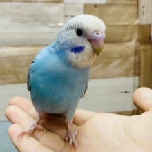 最新画像アリ！恥ずかしがり屋なところが可愛らしい♡セキセイインコのオパーリンカラー！