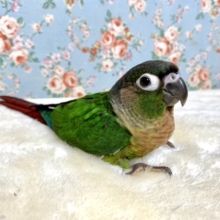 ウロコインコ  ノーマルちゃんです！🐤