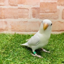 緊急入舎！　コザクラインコ（ダイリュートバイオレットシナモンオパーリン）Ｒ４ ８/２３撮影