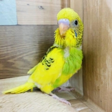 ちょこちょこ歩いて元気いっぱいのセキセイインコ！パイドカラーやって来ました〜