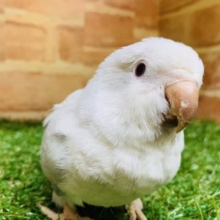 【期間限定】綺麗な色合い♪オキナインコ　ブルーシナモン緊急入舎です！！　R４　　８／１３撮影