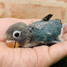 可愛すぎ！！　ボタンインコ　ブルー入舎です！！　Ｒ４　８／１９撮影