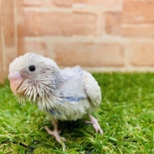 どんなカラーになるんだろぉー？　　セキセイインコ　スパングルパイド入舎です！　Ｒ４　８／１９撮影