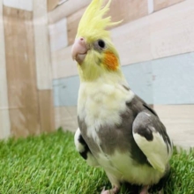 優しい雰囲気を感じます！オカメインコのパイドカラー！