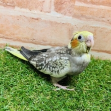 【最新画像☆】ウブウブなオカメちゃんがやってきた！？　オカメインコ　パール　R４　８／２４撮影