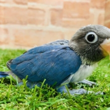 【最新画像☆】なんと！あのブルーボタンが再入舎です　ボタンインコ　ブルー　R４　８／２４撮影
