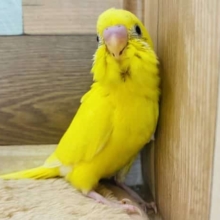 黒い模様が少なめハルクイン☆これからが楽しみなセキセイインコです！