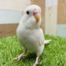 最新画像有り☆大人しくて寄ってきてくれる仔！セキセイインコのホワイトウィングカラー！