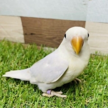 薄めのバイオレットと美白が可愛いレアカラー！コザクラインコのダイリュートバイオレットシナモンオパーリンカラー！