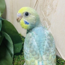 🤍💛かわいさ満点🤍💛　セキセイインコ　パステルカラーレインボー