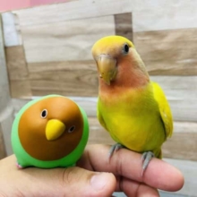 手乗りができる「ぱいなぽーちゃん」！コザクラインコのタイガーチェリー！