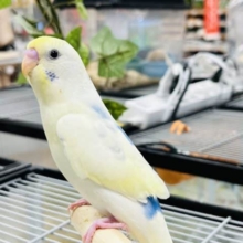 とってもキレイなカラーの子！セキセイインコ(ハルクイン)
