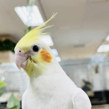 カゴデビューしました！オカメインコ(ルチノー)