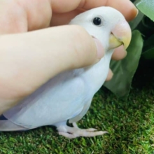 わっしょいコザクラ祭りだよ‼️⑦最新画像になりますよ〜♪ビックリ‼️レアカラー👑✨✨① コザクラインコ　パリッドブルーシナモン