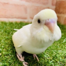 あれ？黒目じゃない？！　セキセイインコ　ダブルファクター入舎です！！　Ｒ４　８／２５撮影