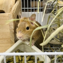 見かけによらず…？元気いっぱい！サンドデグー(女の子)