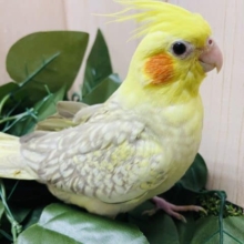 パッ！と広がっている模様が特徴！！　オカメインコ　シナモンパールパイド