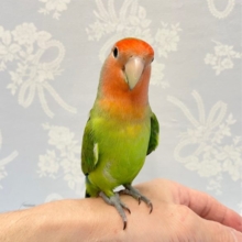まっ顔💛コザクラインコ（ノーマル）　2022年6月生まれ