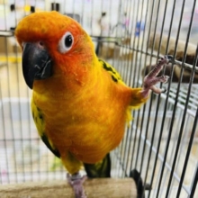 最新画像更新☆膨らみながら可愛い顔で迫ってくる♡コガネメキシコインコ！