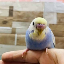 最新画像アリ！小さいうちからしっかり者！セキセイインコのパステルレインボーパイドカラー！