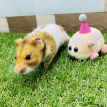 むちむちのベタ馴れハムスターくん♡