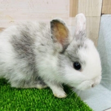 最新画像更新！可愛すぎてメロメロ♡ミニうさぎ