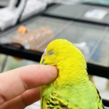 カキカキ大好き！セキセイインコ(パイド)