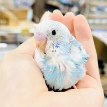ちょびっと寝癖？セキセイインコ(パイド)ヒナ