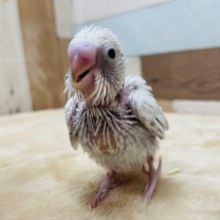 ヒナヒナな人気カラー来ました！セキセイインコのライラックカラー！
