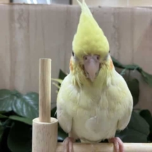 定番!! オカメインコルチノー!!