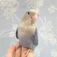 馴れました💛コザクラインコ（ブルーヴァイオレット）2022年7月12日生まれ