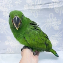 実は甘えん坊❤️オオハナインコ　男の子　2022年5月生まれ