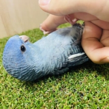 鮮やかなブルーのサザナミさん！ サザナミインコ コバルト