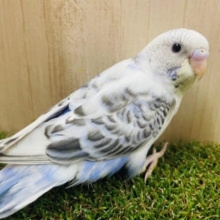 夏っぽ！！！！！さわやかカラー！　セキセイインコ　白ハルクイン