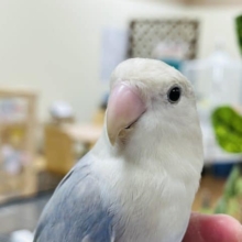 淡いブルーのグラデーションがキレイ✨️コザクラインコ(女の子)