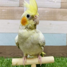 ちょっぴりビビリのオカメさん♪安心体型のシナモンパール！