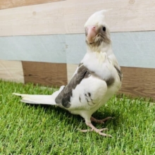 食欲旺盛なしっかりさん！オカメインコのホワイトフェイスパイドカラー！