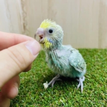 宝石💎みたいにキレイなセキセイさん！　セキセイインコ　パステルカラーレインボー