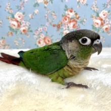 ウロコインコ  ノーマルちゃん入舎です🐦
