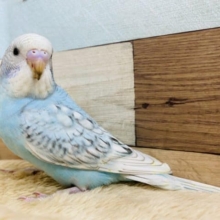 最新画像有り！正面からのお顔がカッコいい☆爽やかカラーのセキセイインコです！
