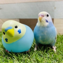 最新画像有り☆フィギュアとそっくりな可愛い子！セキセイインコのパステルレインボーパイドカラー！