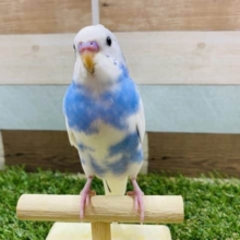 最新画像有り☆食欲旺盛な元気っ子！セキセイインコのパイドカラー！