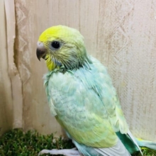 カラフル〜　セキセイインコ　パステルカラーレインボー