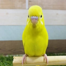 最新画像アリ♪ヒヨコじゃないよ！イエローカラーに黒目のセキセイインコ入舎しました〜