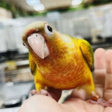 【最新画像更新☆☆】色鮮やか！！ウロコインコ(パイナップル)